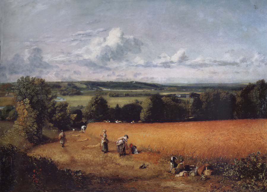 The wheatfield